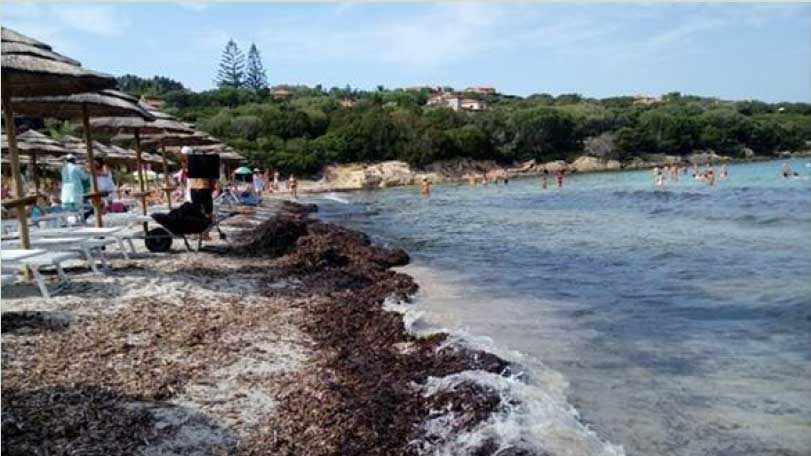 Accumuli di Posidonia oceanica su spiaggia