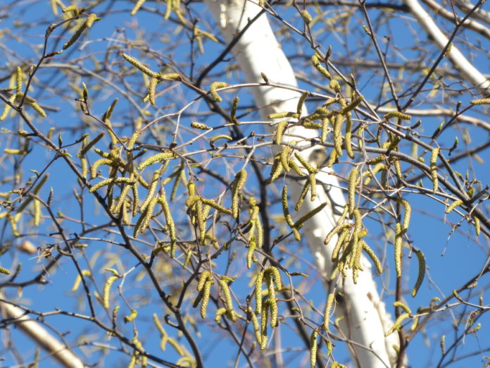 Appa-Bolzano-AmbienteInforma-20190401-Betula-Bucher2018_1200x900