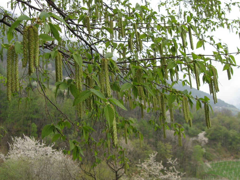 pianta di carpino nero