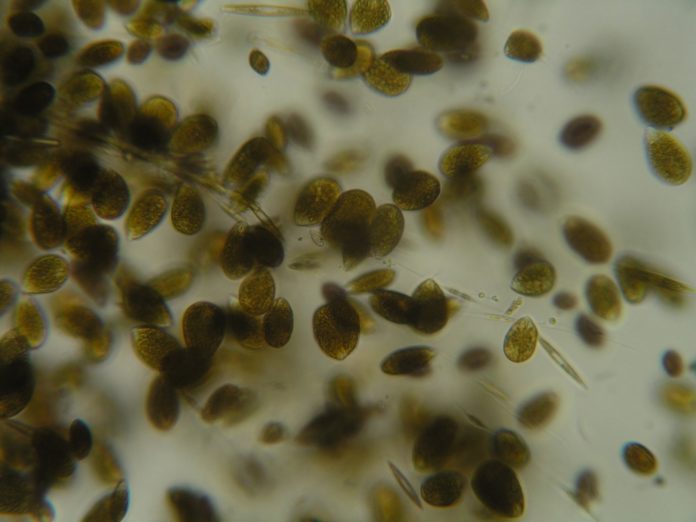 cellule di ostreopsis ovata