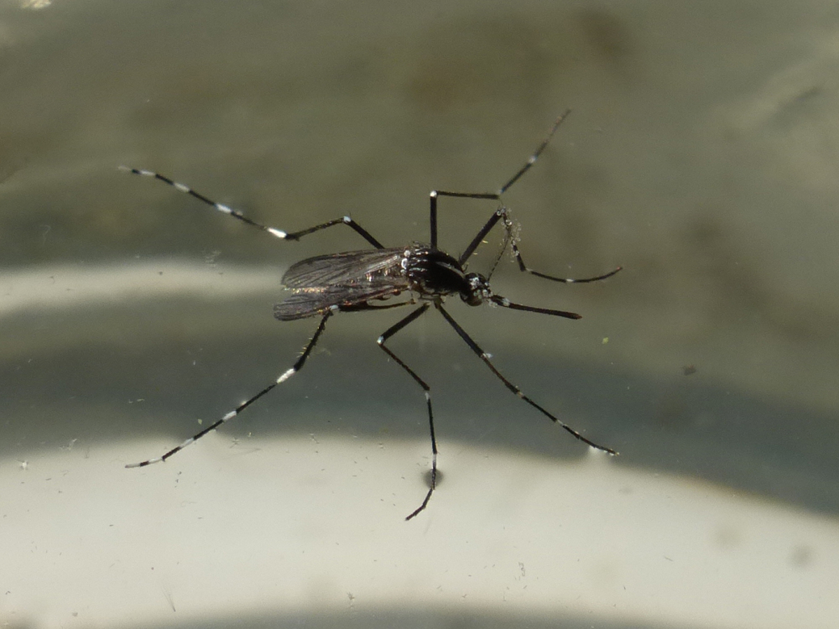 Esemplare di zanzara tigre adulta: è la femmina che succhia il sangue (e che ci punge!), per lo sviluppo delle uova, mentre il maschio succhia linfa vegetale dolciastra (Foto: Appa Bolzan, E. Bucher)