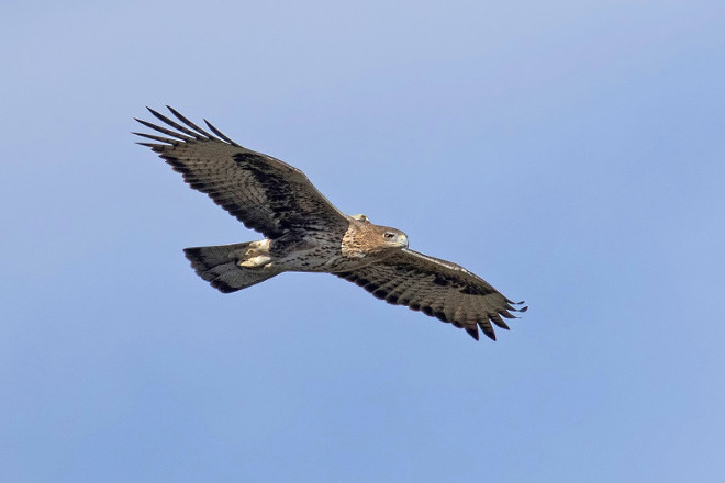 Aquila di bonelli