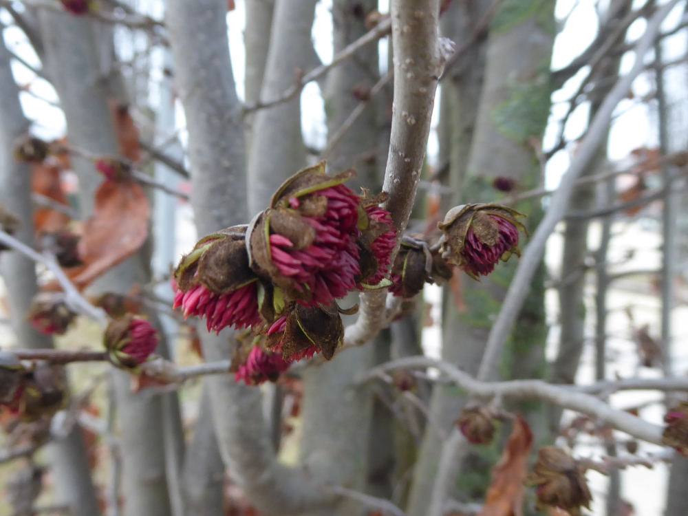 Fiori rossi di parrotia osservati da vicino sui rami nudi (foto: Appa Bolzano, Edith Bucher)