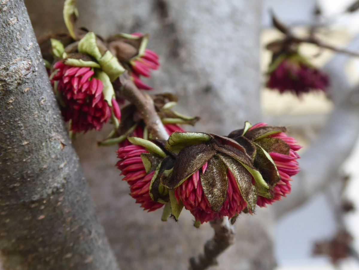 fiori di colore rosso vivo della pianta di parrotia persica