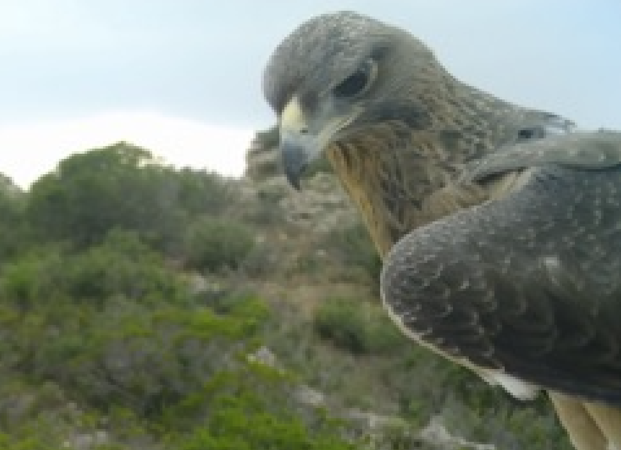 aquila di Bonelli