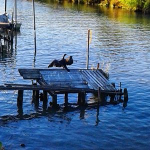 Fiume Osellino e i suoi abitanti