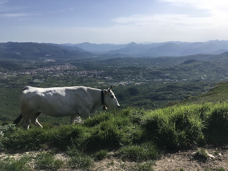 Pascolando sul belvedere