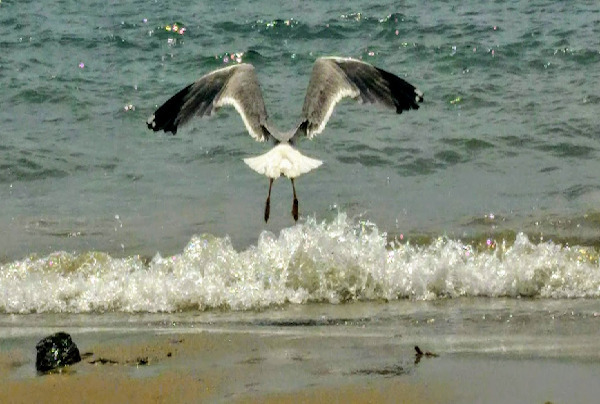 Le ali della libertà tra cielo e mare