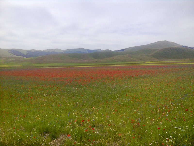 Tavolozza della natura Castelluccio di Norcia (PG)