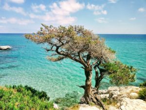 Il vecchio sul mare