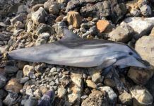 delfino femmina spiaggiato a Livorno