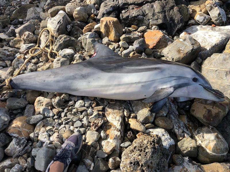 delfino femmina spiaggiato a Livorno