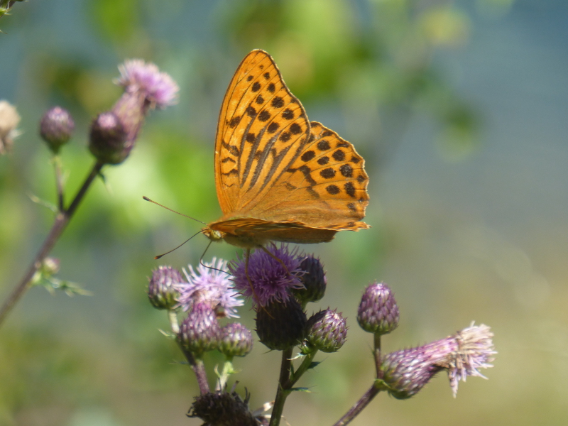 la bellezza delle farfalle: Argynnis paphia