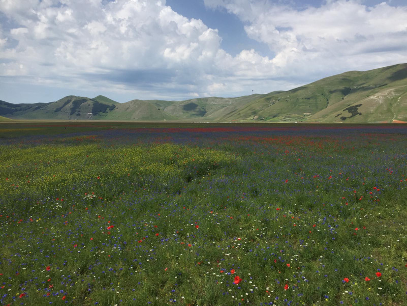 La fioritura sulla piana del Castelluccio