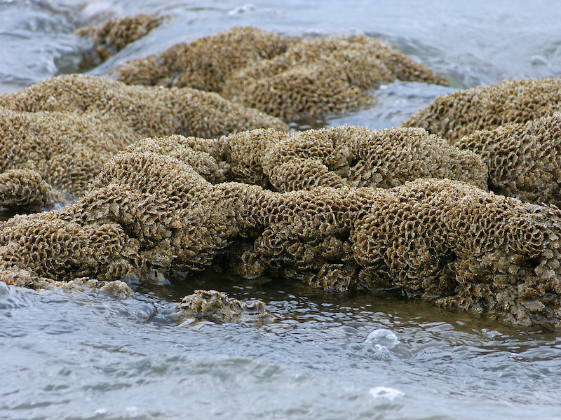 I reef Sabellaria alveolata: una risorsa per la nostra biodiversità