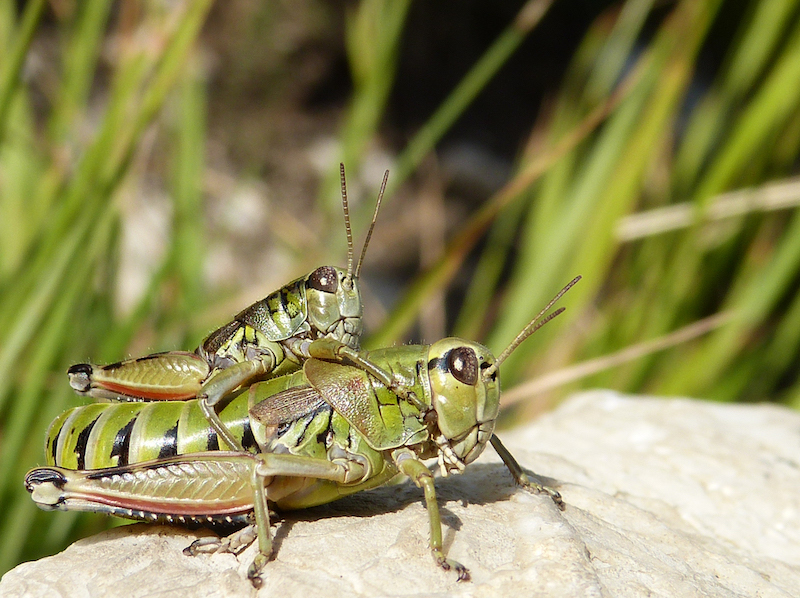 Podisma silvestrii, una rara specie endemica dei Monti Sibillini