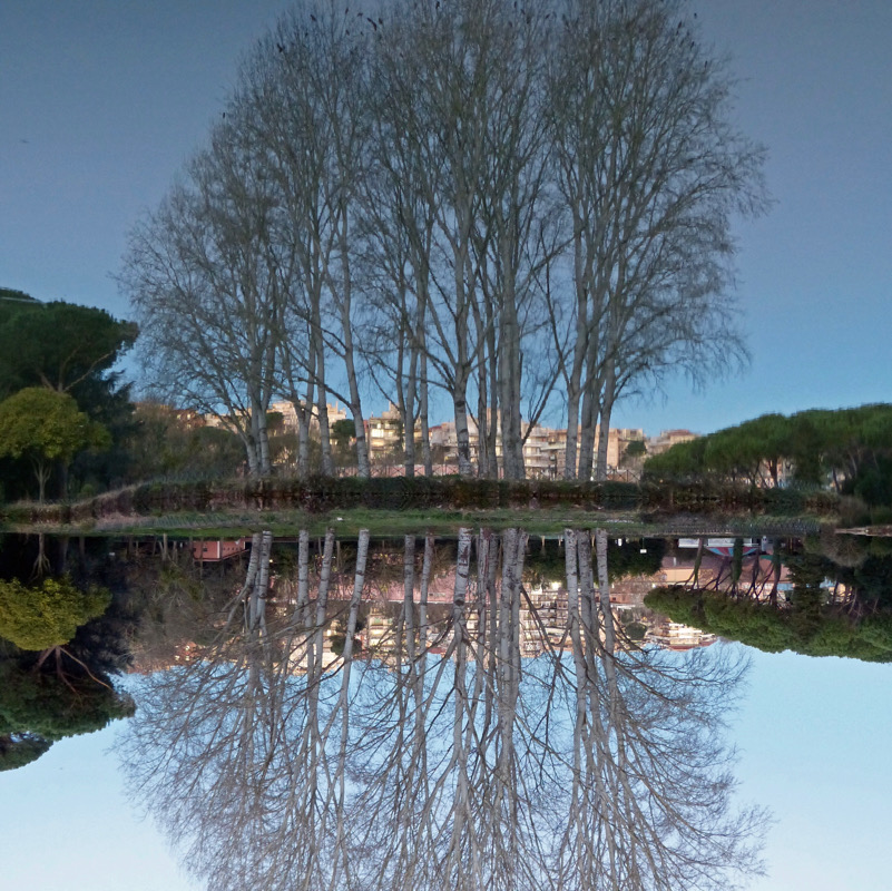 Riflessioni invernali: Populus alba a Villa Ada