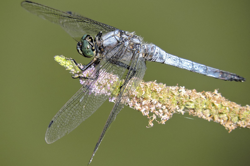 Libellula - Parco di Monte Urpinu Cagliari