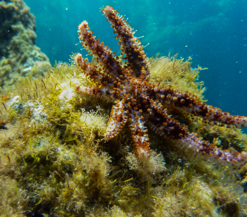 Stella cometa (Coscinasterias tenuispina)