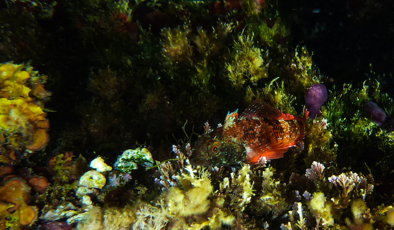 Peperoncino di mare (Tripterygion tripteronotus)