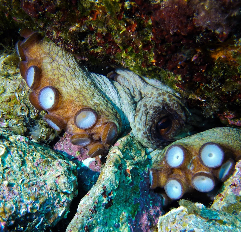 Octopus vulgaris ( Area Marina Protetta Secche di Tor Paterno)