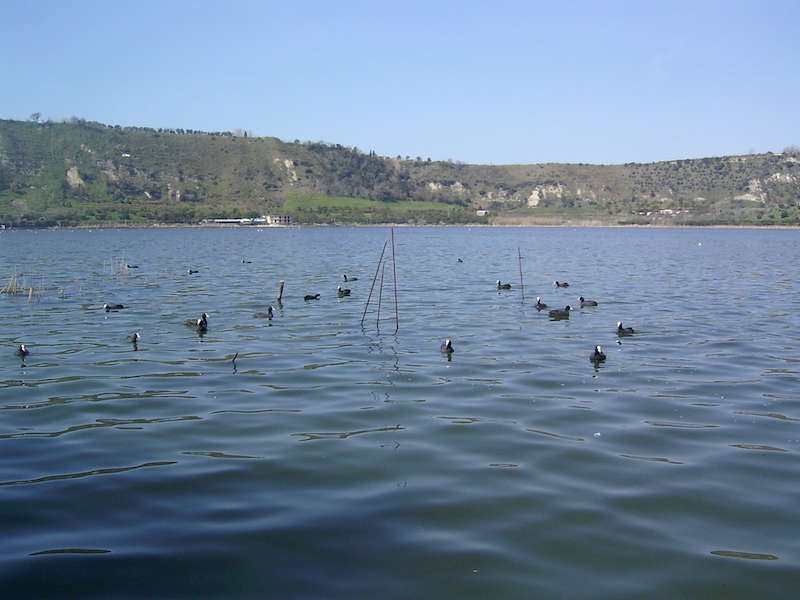 Il lago d'Averno nel Parco Regionale dei Campi Flegrei, veduta con folaghe