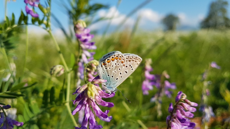 La farfalla con la Bisalta sullo sfondo, guardiana bioindicatrice dell'orto domestico_Cuneo Via Tetto Cavallo