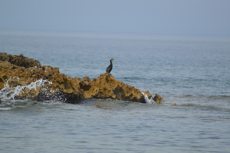 (cormorano in solitudine )