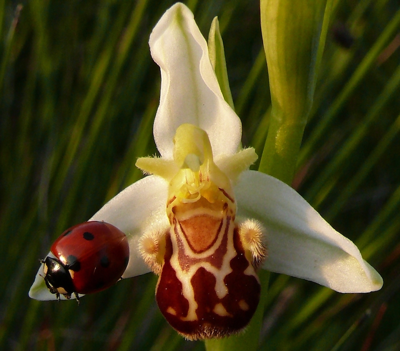 Ophrys apifera e coccinella