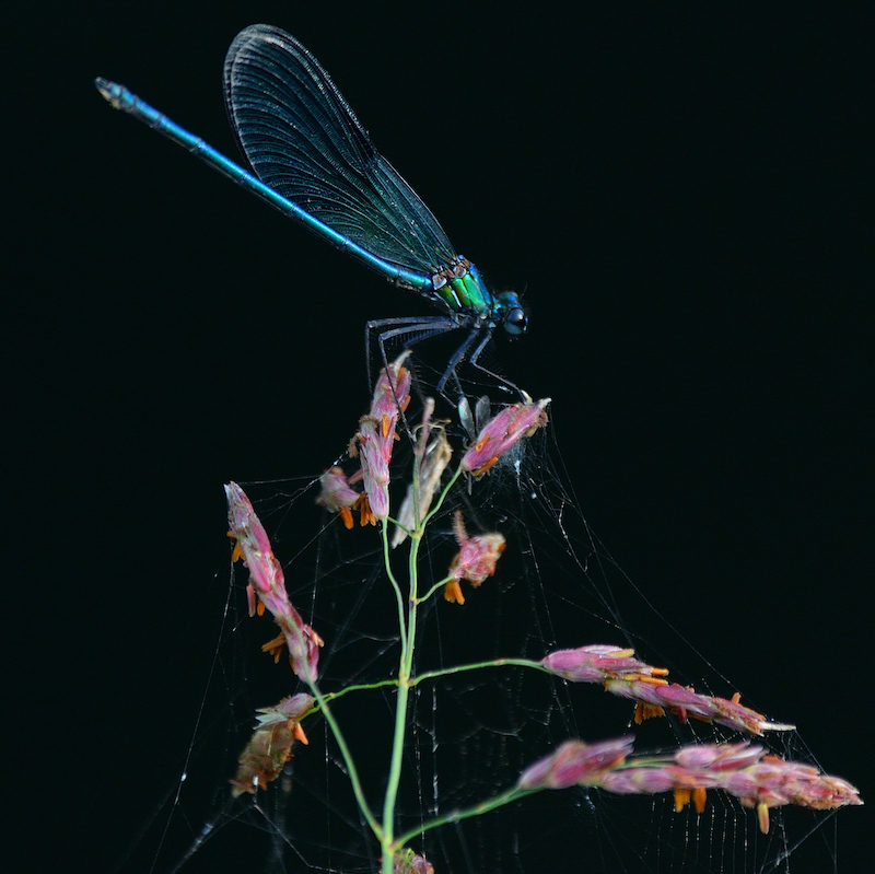 La bella libellula