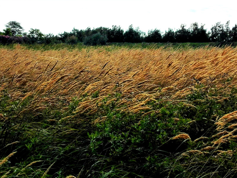 La fertilità del terreno è il fondamento indispensabile dell’agricoltura, non il petrolio. Per questo il terreno appartiene alle mani di coloro che lo nutrono, non di coloro che ci speculano. (Jürgen Hess)