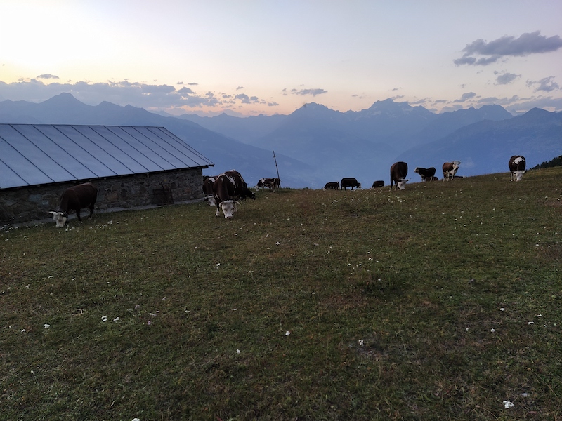 Rientro serale all'Alpeggio Chamolé (Pila Gressan))