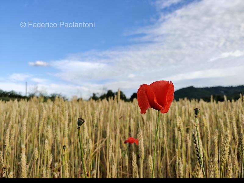 Papavero solitario in un campo di grano presso Orte