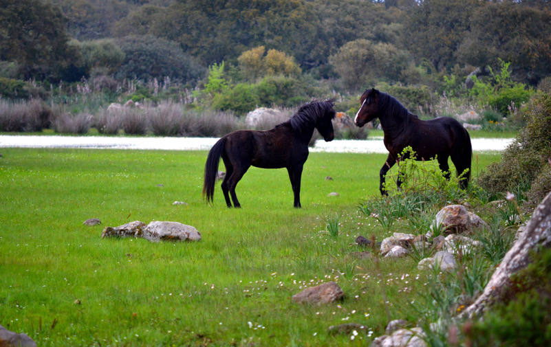 Cavallini selvatici nella Giara