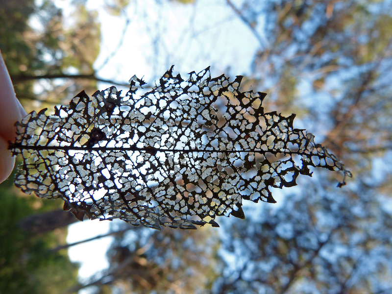 Foglia di Ulmus minor dopo il passaggio di Galerucella (Xanthogaleruca) luteola