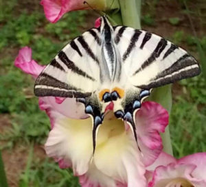 iphiclides podalirius