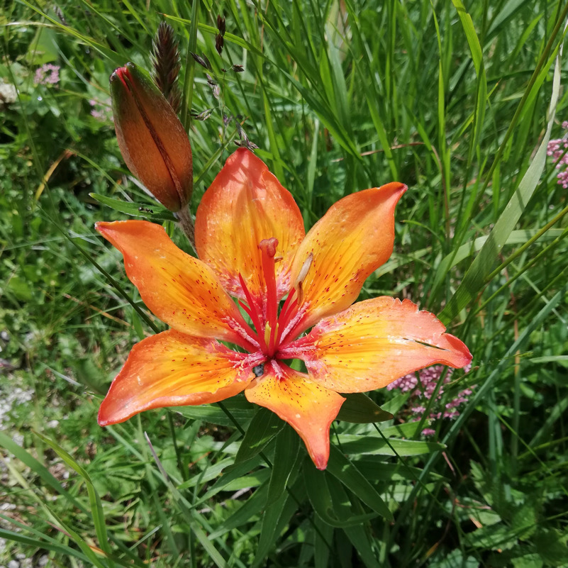 Flora alpina