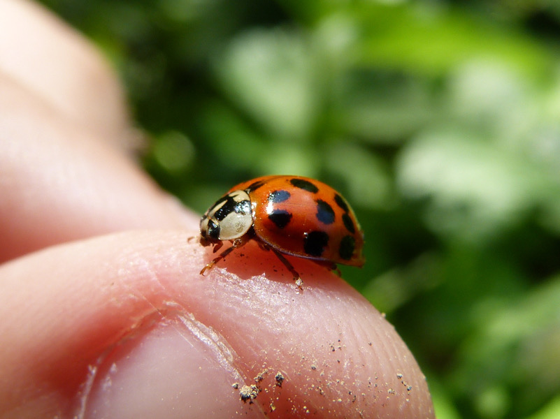 Un alieno a pois: Harmonia axyridis, la famigerata "Coccinella asiatica"