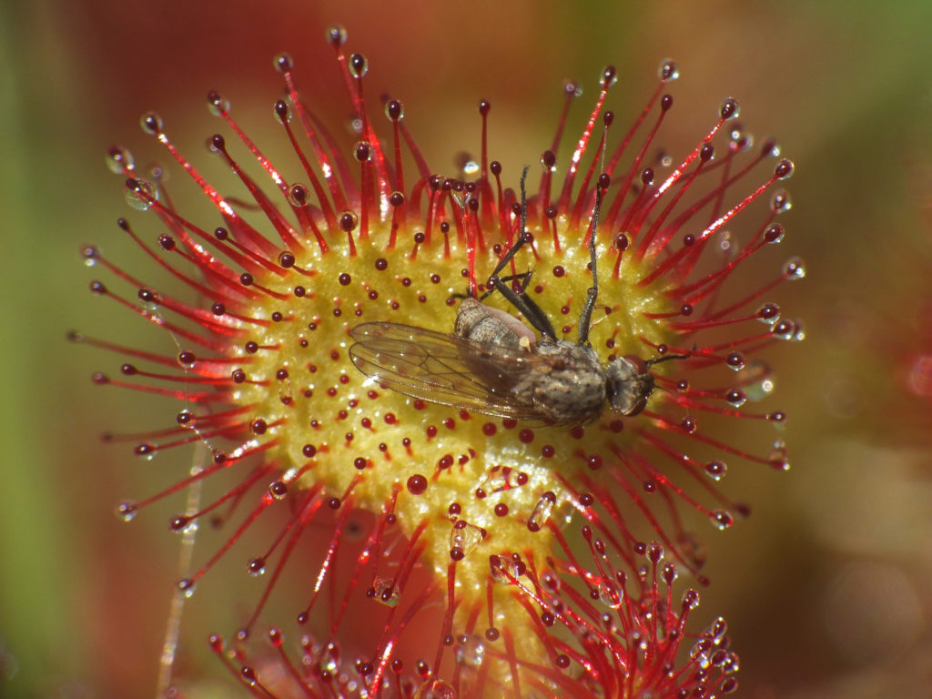 Drosera rotundifolia, la Rugiada del Sole