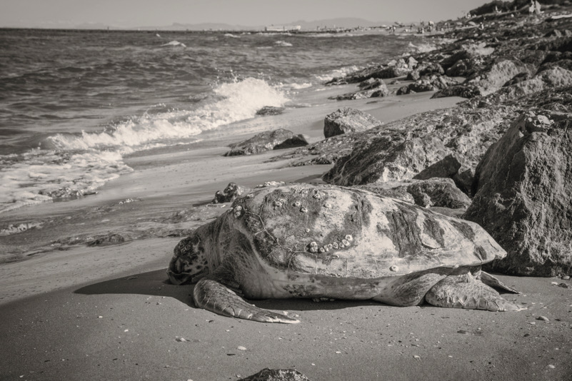 Se il mare non respira non può esserci vita