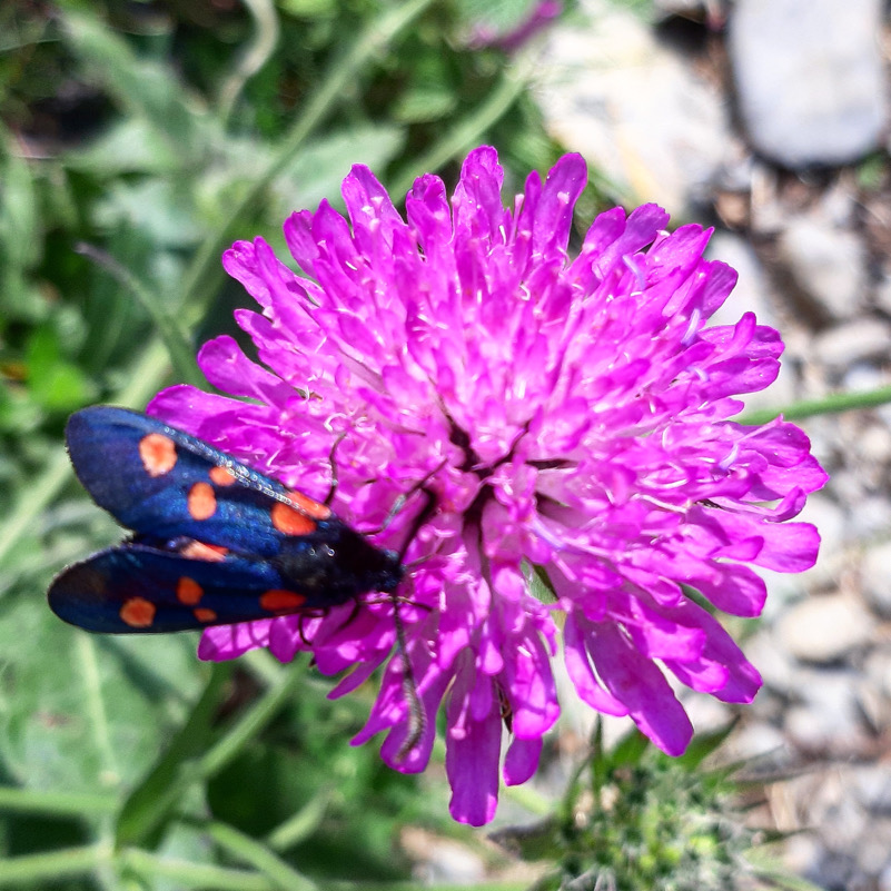 I colori della natura