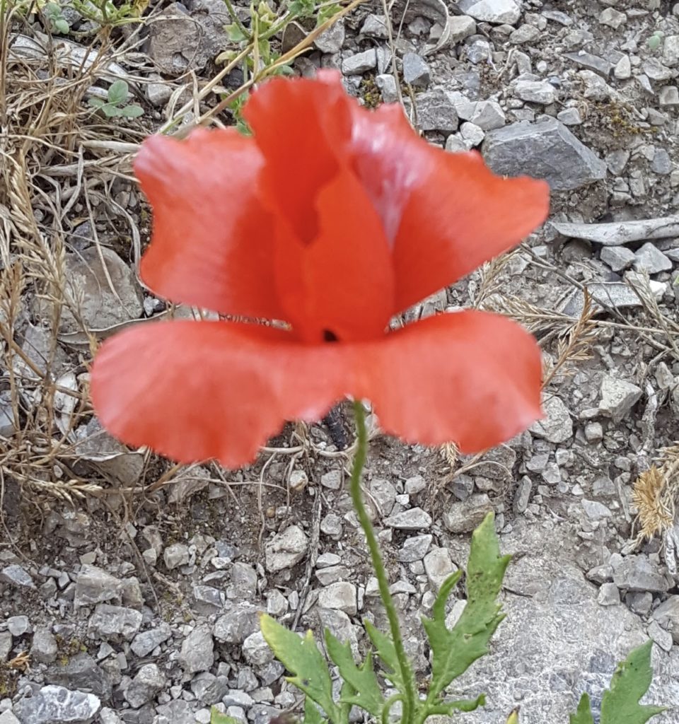 fiori di campo-Sieti di Giffoni Sei Casali (Sa)