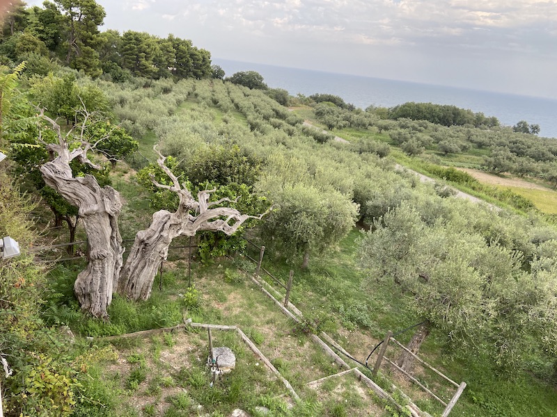 Terra di olivi e ... olio