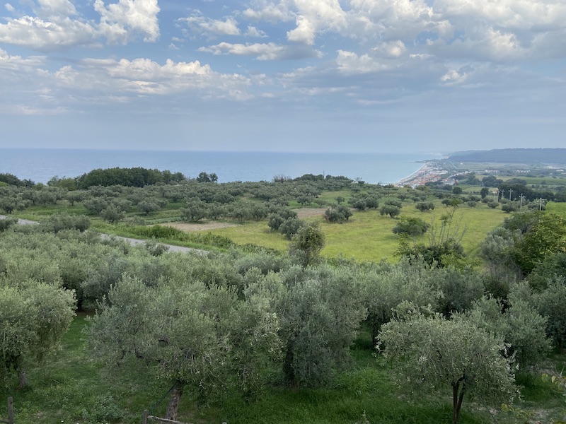 Olivi degradanti verso il mare