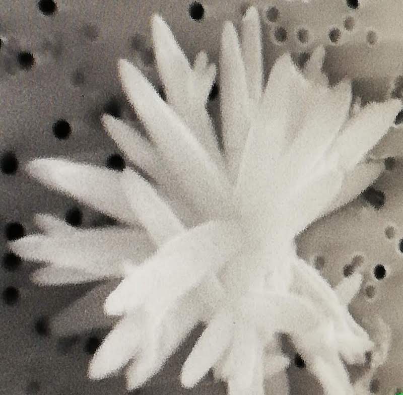 Cristallo di carbonato di calcio nell'acqua visto al microscopio elettronico