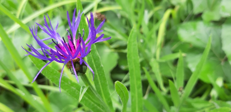 Centaurea montana vicino a Montaperta