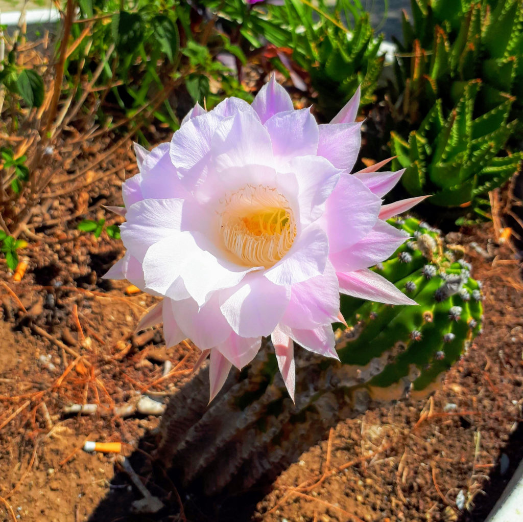 Delosperma fiore pianta grassa