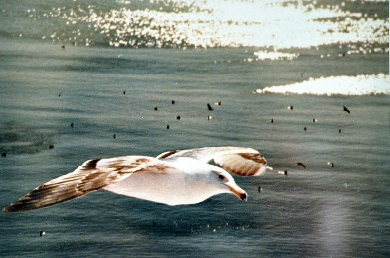 Gabbiano in volo