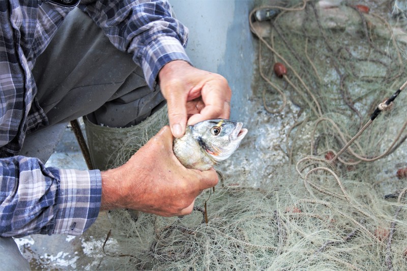 Pesca sostenibile?