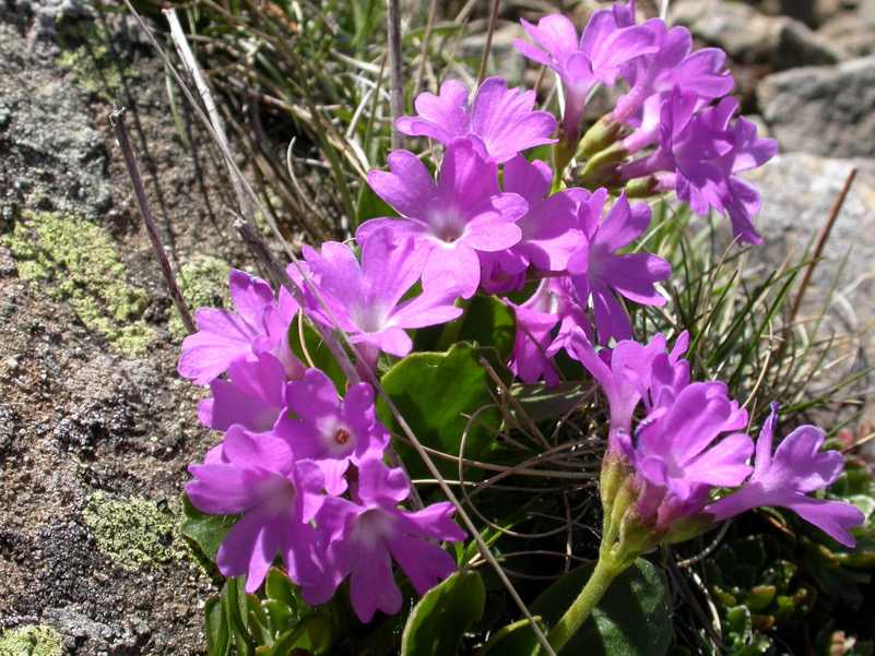 Primula apennina sul M_Tondo (LU)